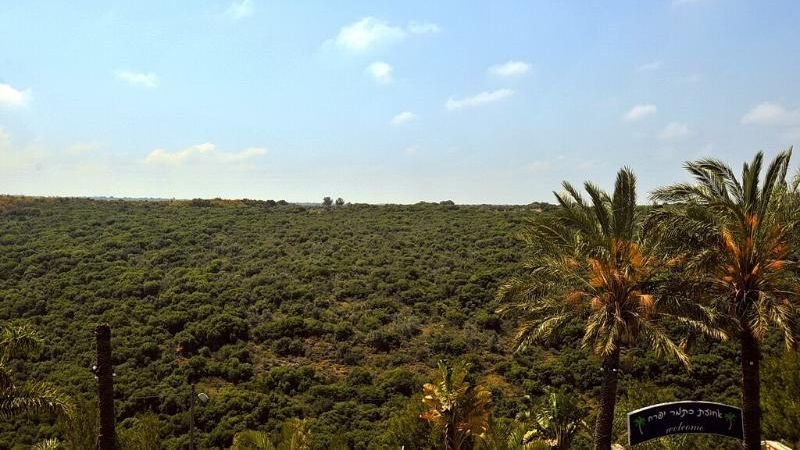 אחוזת כתמר יפרח - סוויטת נוף לאוהבים12